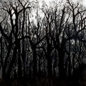 #1277 Winter Trees